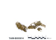 藏品(白苔)的圖片